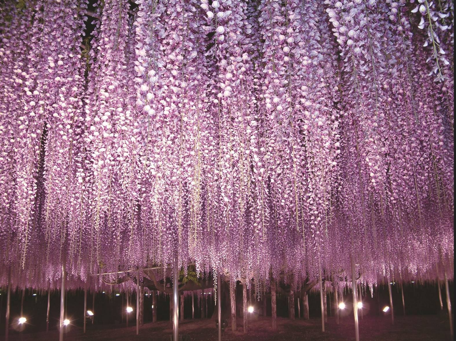 Ashikaga Flower Park Lavender Wisteria